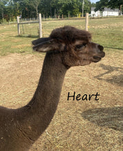 Load image into Gallery viewer, 3 Ply Worsted Alpaca Yarn Charcoal Grey