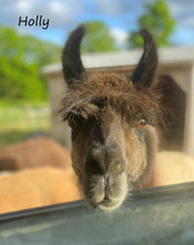 Load image into Gallery viewer, 3 Ply Worsted Llama Yarn Beige, Guard Hairs not removed
