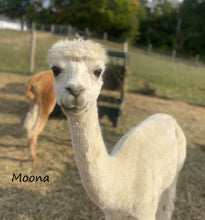Load image into Gallery viewer, 3 Ply Worsted Alpaca Yarn Charcoal Grey