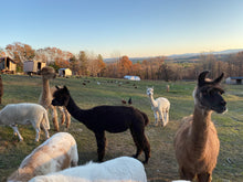 Load image into Gallery viewer, Alpaca Nesting Balls