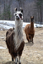 Load image into Gallery viewer, Alpaca &amp; Llama Dryer Balls (Set of 3)