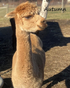 Autumn the fawn colored alpaca