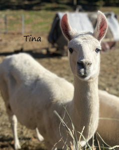 Tina the white llama